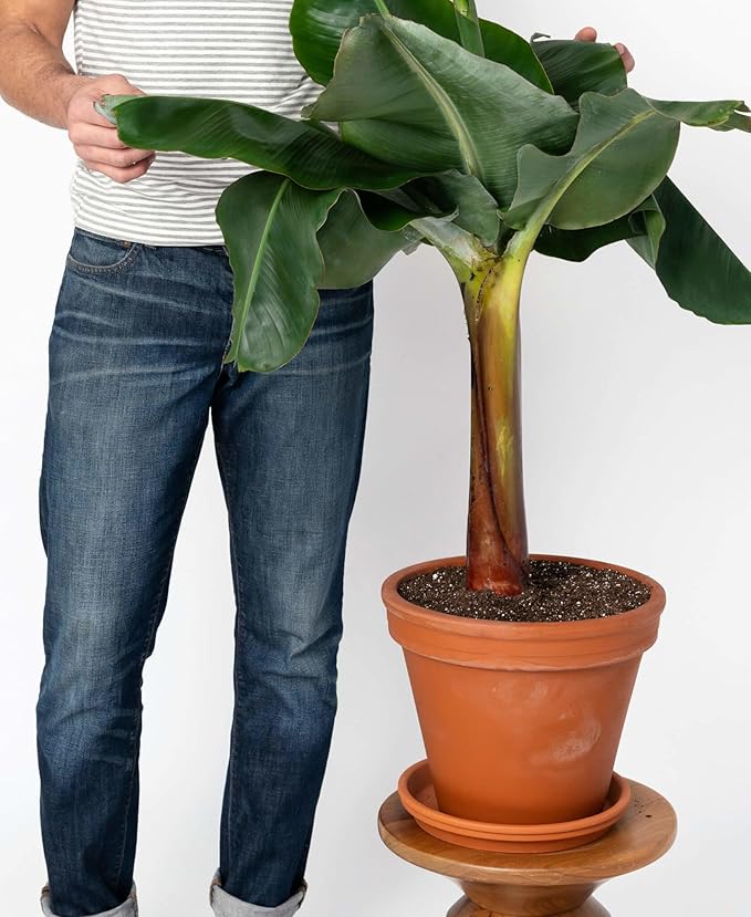 Gardenera Premium Banana Tree Potting Mix - Expertly Formulated Blend for Optimal Growth and Fruit Production - Ideal for All Varieties of Banana Trees (2 Quart)
