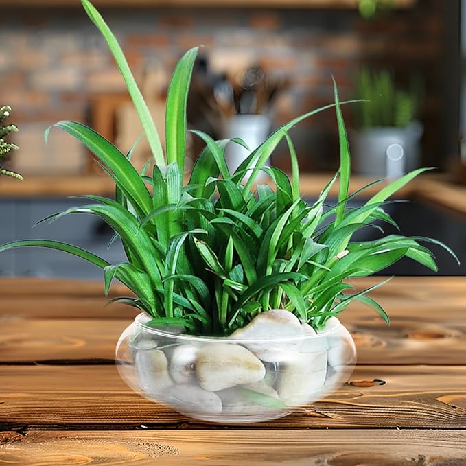 Fish Bowl Glass, Round Glass Vase, Clear Lotus Bowl, Aquatic Plant Pot for Centerpieces, Home Decor, Weddings Events Arrangements, 4'' Open Mouth, 2.3" Height x 5.9" Width