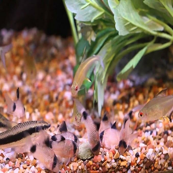 Aquatic Foods Inc. 12mm 1/2" Sinking Wafers of Algae & Spirulina Ideal for Plecos, Bottom Fish, Catfish, Shrimp, Snails, Crayfish, All Herbivorous & Omnivorous Tropical Fish...AFI Wafers..45-lbs