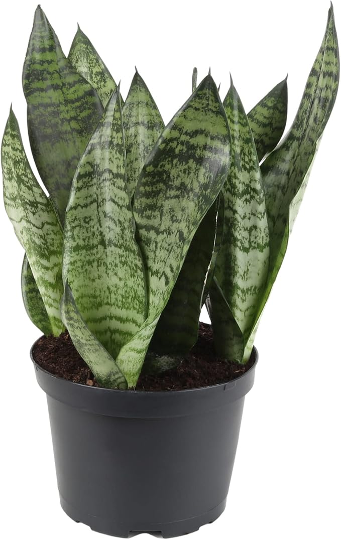 GARDENERA Premium Snake Plant Potting Soil Mix, Green Sansevieria Trifascatia Zeylanica Plants, Plant or Re-Pot Your Snake Plant - (1 Quart Bag)