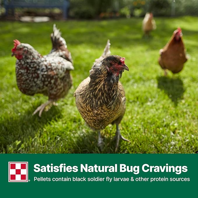 Purina Layena + High Protein Layer Chicken Feed (10 Pound)