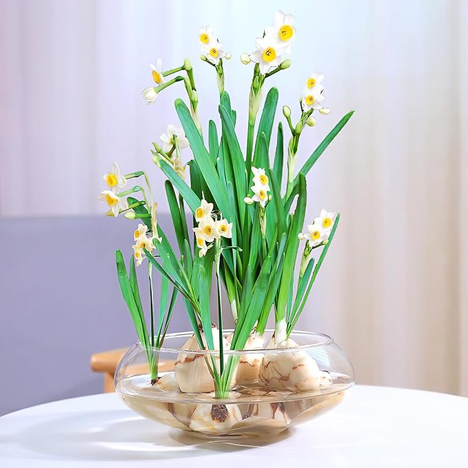 BESPORTBLE Clear Fish Bowl Vase: Bubble Bowl Round Shallow Planter Terrarium Aquatic Plant Pot, Hydroponic Planter Fish Tank Aquarium for Wedding Event Home Decor, 2800ML