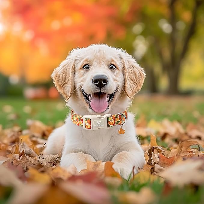 Fall Dog Collar Cute Autumn Leaves Puppy Collar - Light Comfortable Adjustable Pet Collars for Small Medium Large Girl Boy Dogs XS