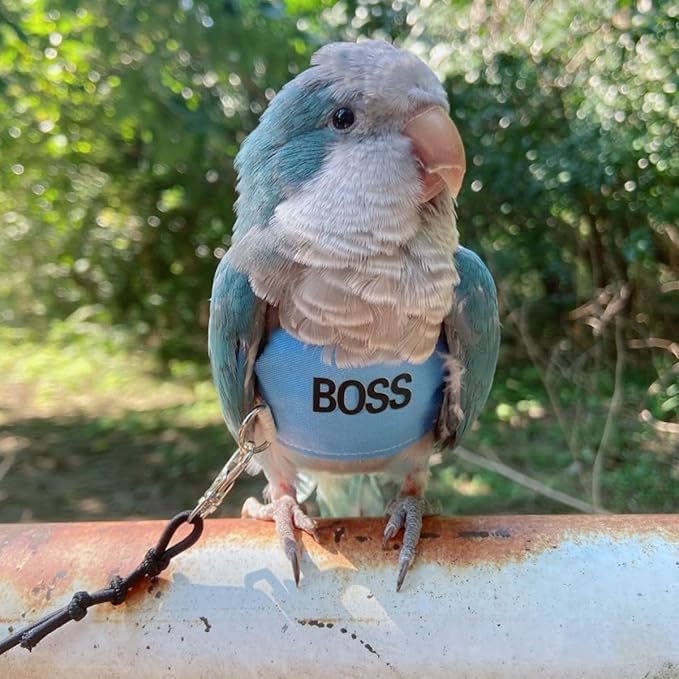 Bird Flight Harness Vest, Parrot Flight Suit with Leash, Bird Flying Clothes with Rope and Handle for Outdoor Activities (L)