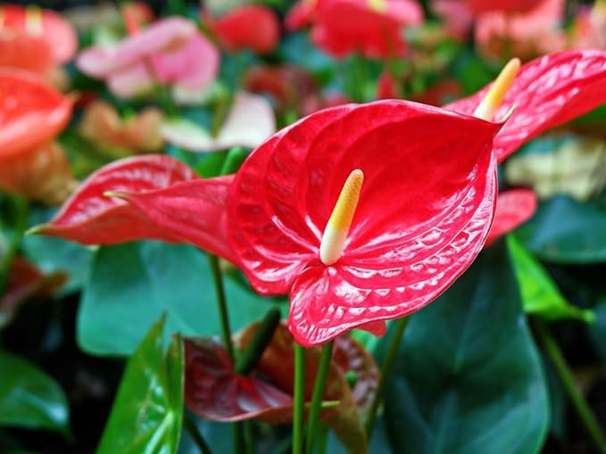 Gardenera Premium Balsam Camellia Potting Soil Mix - Perfect Balance of Nutrients, Drainage, and Aeration for Thriving Blooms - 1 Quart