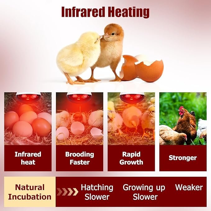 250W Infrared Heat Lamp for Chicken, Red Heat Light Bulb R125 1 Pack, Heat Lamp Bulb for Chick Croop, Reptiles, Pets, Food
