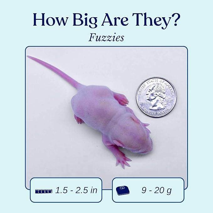 MiceDirect 20 Frozen Rat Fuzzies Feeders Snake Food for Adult Corn Snakes Ball Pythons (2-2.5 in)(180 Grams Min) (20 Count)