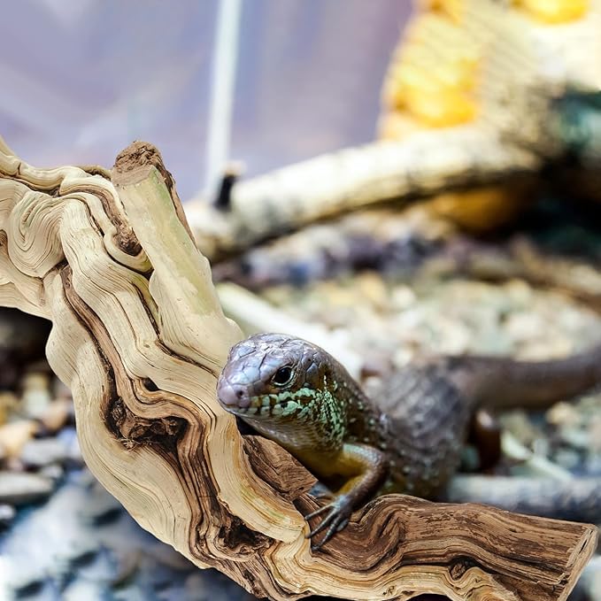 Janinka 18-20" Length Large Wood Reptile Branch for Bearded Dragon Driftwood Reptile Climbing Habitat Decoration for Terrarium Tree Trunk Ornament Gecko Frog Chameleon Spider