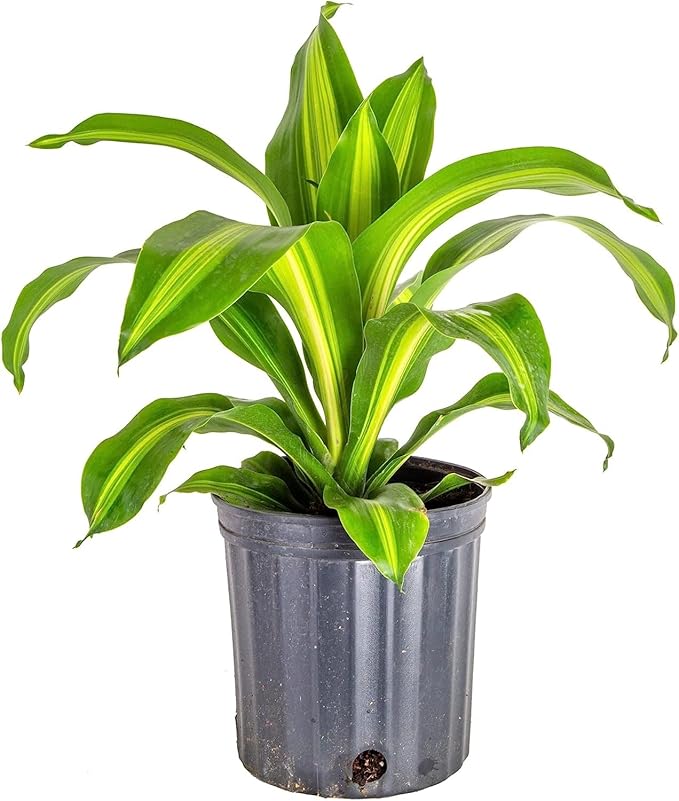 GARDENERA Premium Dracaena Potting Soil Mix - (20 Quart Bag)