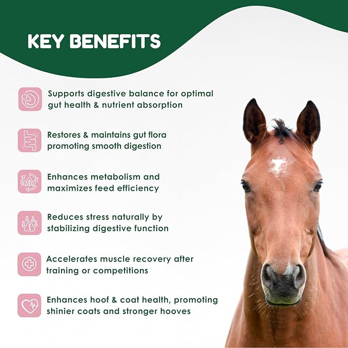 Horse Probiotics (80cc), Horse Paste Pre and Probiotics +Vitamins &Minerals- 4 Strains and 8 Billion CFU per Serving- Immune and Gastro Health Support for Equines