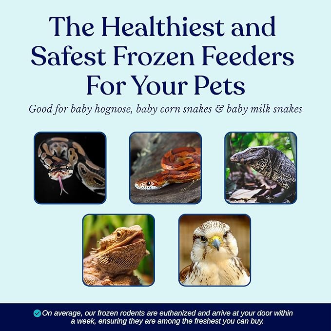 MiceDirect Frozen Mice Small Pinkie Feeders Snake Food for Corn Snakes Ball Pythons Lizards (.5-1 inch) (200 Count)