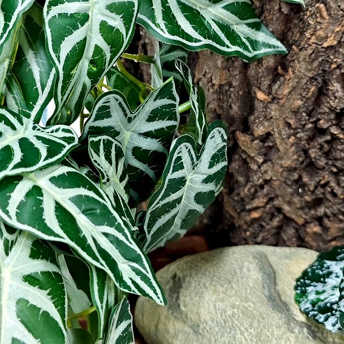 Woyrise 2 Pack Reptile Plants, Terrarium Hanging Plant Vines, Artificial Leaves with Suction Cup, Bearded Dragon Tank Accessories for Gecko Lizard Snake Frog Tortoise Decorations - Alocasia Velvet