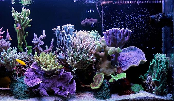 Aquatic Foods Inc. Golden Pearls 5-50 Microns for Tropical Fish Fry and Babies, Corals, Anemones, Reef Tanks…4.4oz Squeeze Bottle