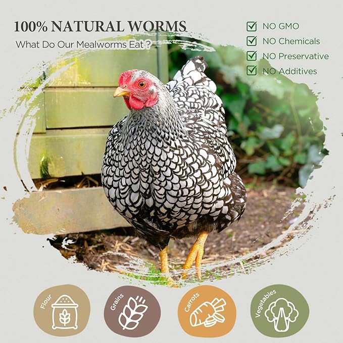 Dried Mealworms for Birds, Non-GMO High Protein Chicken Treats & Poultry Feed, 2 lb Bag