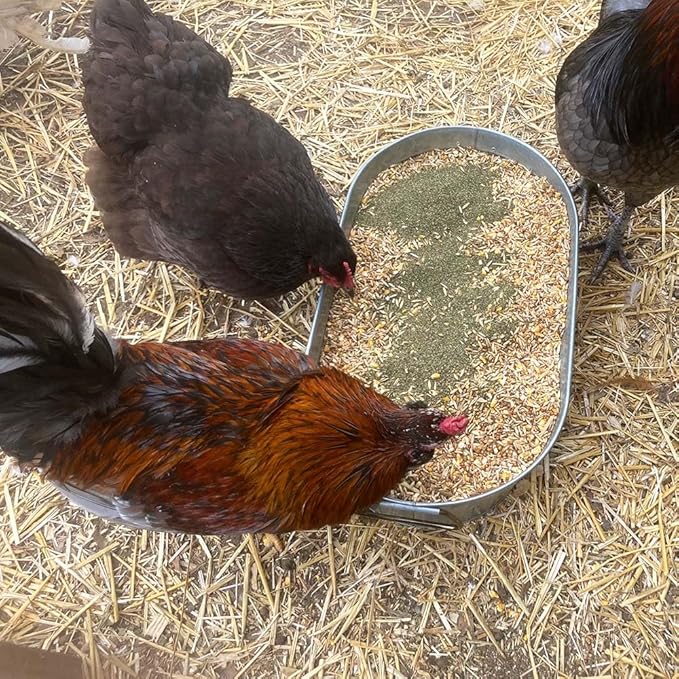 Kelp for Chickens & Duck Feed (5 Pound): Chicken Vitamins | Chicken Supplements | Vitamins for Chickens | Pampered Chicken Mama