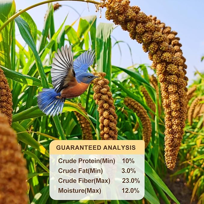 Sun-Dried Spray Millet for Birds - 0.88LBS Natural Non GMO, Healthy Millet Bird Treat, Bird Treats for Parakeets, Parrots, Cockatiels, Lovebirds, Finches & Canaries Food
