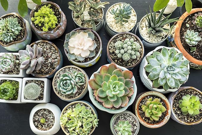 GARDENERA Organic Growing Medium - Nurture Your Plants with a Natural and Sustainable Solution - 3 QUARTS