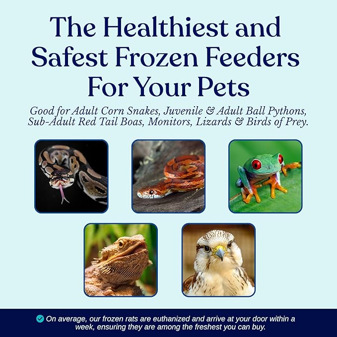 MiceDirect Frozen Rat Pups Snake Food - Frozen Rats For Snakes Like Adult Corn Snakes, Juvenile & Adult Ball Pythons, Sub-Adult Red Tail Boas, Monitor, Lizards, Birds of Prey - 2.5-3.5 in (5 Count)