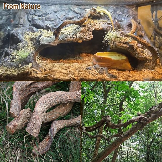 BNOSDM Reptile Forest Climbing Branch Decor Crested Gecko Climb Wood Natural Branches Tree for Snake Frog Chameleon Spider Bearded Dragon Terrarium Habitat Tank Accessories,8PCS