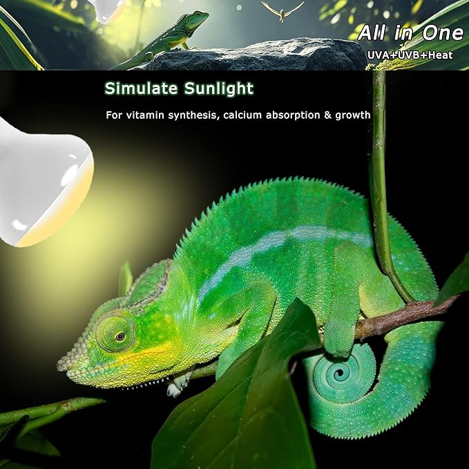 75W UVA Reptile Heat Lamp Bulbs, Basking Spot Light for Bearded Dragon, Lizard, Tortoise, Chicks & Amphibians – Simulated Sunlight, Daylight Bulb for Aquariums & Tanks | 2 Pack, 2.5 Inch