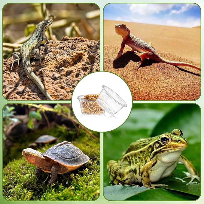 600PCS 0.5oz Gecko Food Cups | Durable Plastic Leak-Proof Reptile Feeder Cups - for Geckos, Lizards & Small Pets | Multi-Purpose for Terrarium Daily Feeding(0.5oz)