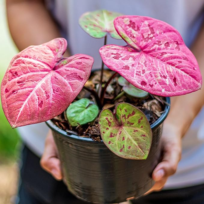GARDENERA Caladium Plant Potting Soil - Enhance Colorful Beauty and Health with Professional Grade Nutrient-Rich Mix - 3 Quart