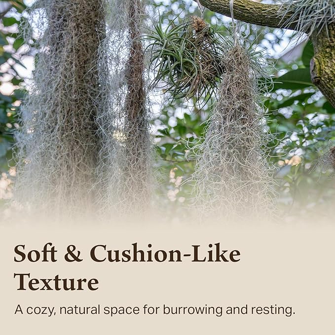 The Habitat Life - Natural Spanish Moss - for Reptiles, Amphibians & Invertebrates Terrariums - Humidity Control - Breathable Bedding - Dye-Free & Safe - Medium - 1 Pack
