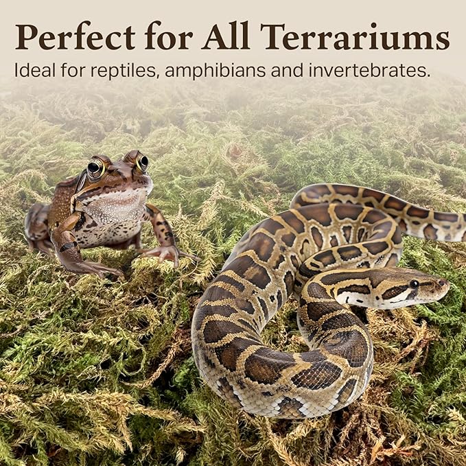 The Habitat Life - Natural Deco Moss - for Reptiles, Amphibians & Invertebrates Terrariums - Humidity Control - Natural Look & Feel - Soft Surface - Dye-Free & Safe - Medium - 2 Pack