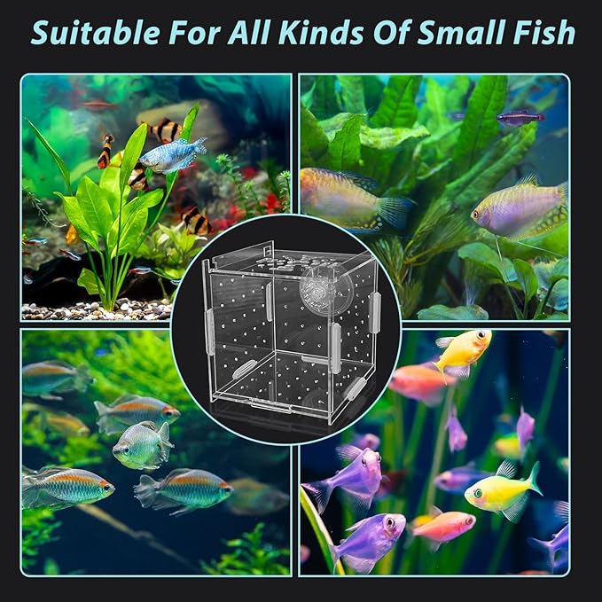 PINVNBY Acrylic Fish Breeding Box，Guppy breeding Box Acrylic Fish Isolation Box Aquarium Incubator with Suction Cups for Guppy Shrimp Small Baby Fishes（3.9 x 3.9 x 3.9 inches）