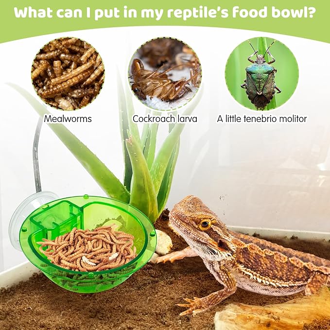 Tfwadmx Chameleon Bowl, Reptile Feeding Feeder,Worm Live Fodder Container, Water Dish Gecko Ledge Suction Cup Feeder Chameleon Supplies Accessories for Gecko Lizard Bearded Snakes Dragon 4 Pcs