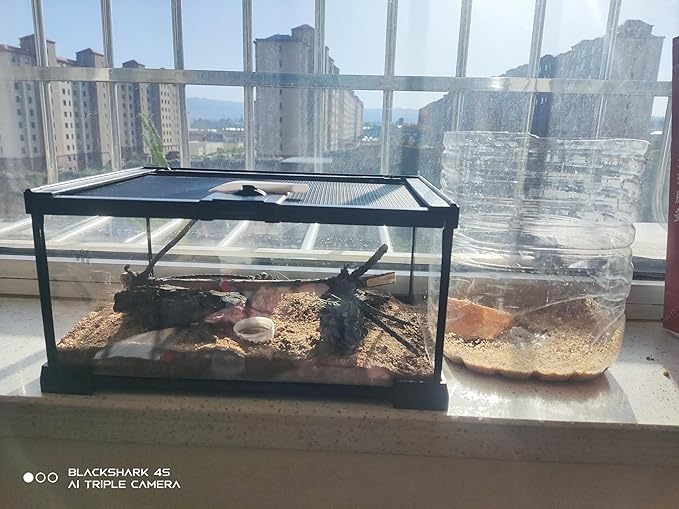Mini Reptile Glass Terrarium Tank, cage for Tarantula Sling Geckos, Frog, Lizards, Chameleons,Turtles Snake Snail Insect Hermit Crab Isopods Reptiles Enclosure (12x8x6inch)