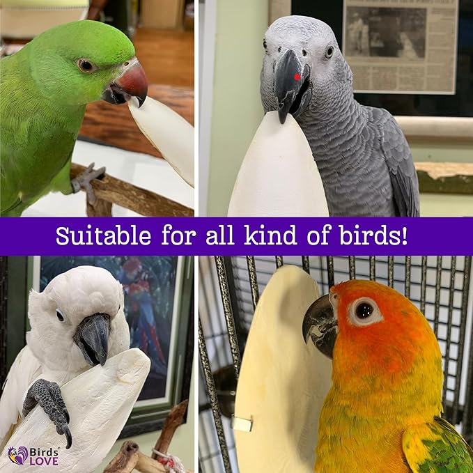 Birds LOVE Natural Cuttlebone for Birds & Reptiles – 100% Pure Sun-Dried Calcium Supplement – Supports Beak, Bone & Shell Strength – Safe Daily Use - 1 Pack with Holder, Size 7.5 to 8"