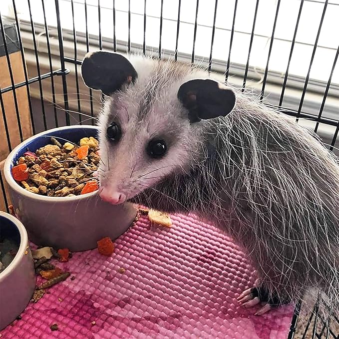 Opossum Complete 4 LB | Nutritional Healthy Pellet Diet | Food for Short-Tailed & Virginia Opossums