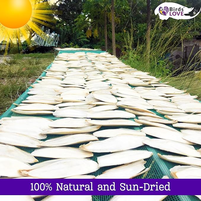 Birds LOVE Natural Cuttlebone for Birds & Reptiles – 100% Pure Sun-Dried Calcium Supplement – Supports Beak, Bone & Shell Strength – Safe Daily Use - 2 Pack with Holder, 7.5 to 8"