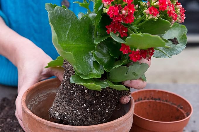 Gardenera Kalanchoe Plant Premium Potting Mix - 20 Quart - Optimize Growth with Natural Ingredients (4 Bags of 5 Quartz)