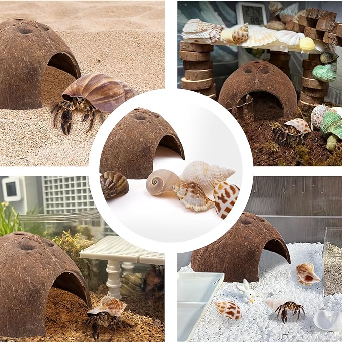 Hermit Crab Shells 1 Coconut Shell Hut 5 PCS Hermit Crab Seashells Accessories Decorations Enrichment Hut for House Hermit Crab Tank Hide Reptile Hideout