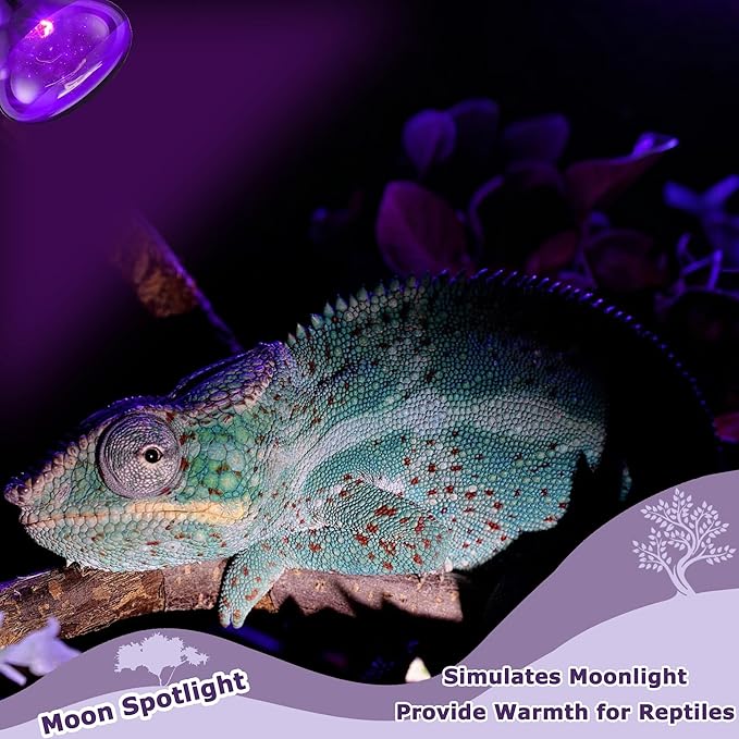 75W Reptile Night Light Bulb – Purple Basking Spot Lamp with Simulated Moonlight for Lizards, Chameleons, Snakes, Turtles, Amphibians – UVA Heat Light – 2-Pack (3.2" Diameter)