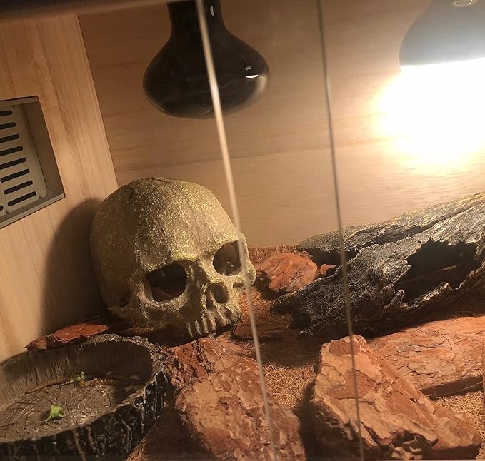 Desert Reptile Skull Fish Tank Decorations - Bearded Dragon Accessories, Snake Tank Decor (Human + Dinosaur)