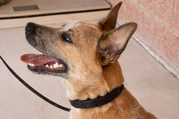 Starmark Pro-Training Dog Collar Large (Pack of 12)