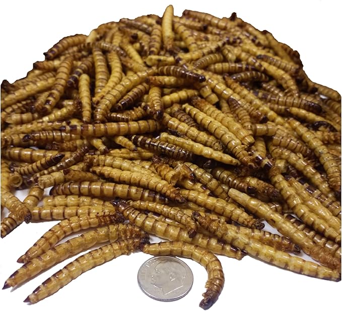 Aquatic Foods Inc. Superworms- Freeze Dried Superworms for Tropical Fish, Reptiles, Turtles, Tortoises, Frogs, Hamsters, Birds, Rodents…1-lb & 6oz Lg Jar
