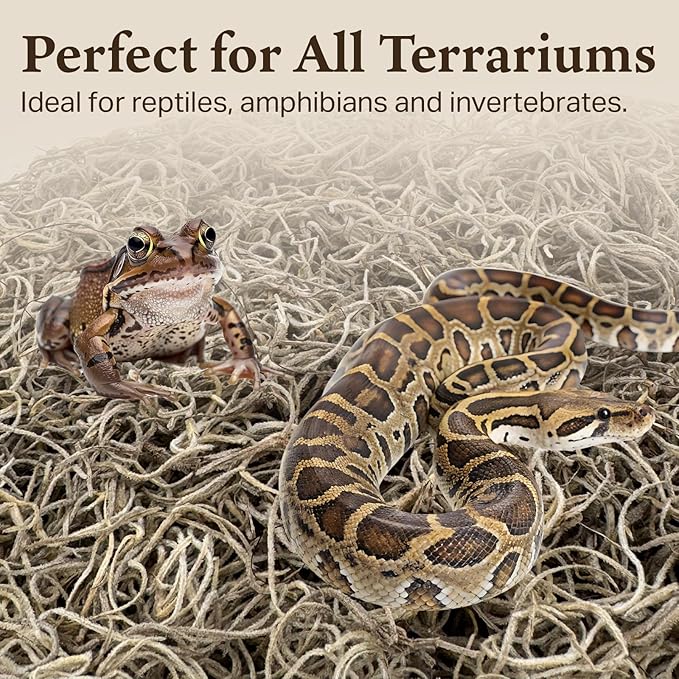 The Habitat Life - Natural Spanish Moss - for Reptiles, Amphibians & Invertebrates Terrariums - Humidity Control - Breathable Bedding - Dye-Free & Safe - Small - 1 Pack