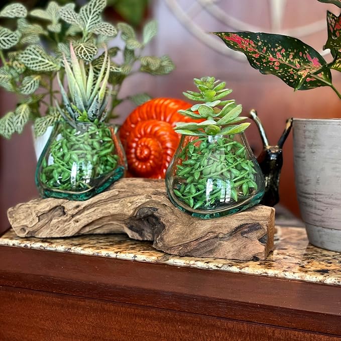 Double Molten Glass Bowl on Driftwood Base, Hand Blown Glass and Wood Centerpiece, Unique Rustic Table Decor, Dual Planter Terrarium, Natural Wood Art Glass Sculpture, 10.5 Inch Artisan Accent