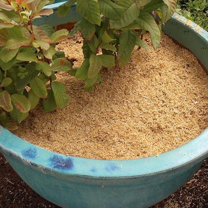 GARDENERA Premium Rice Hulls - Sustainable Gardening Essential for Improved Water Retention and Nutrient Absorption - 3 QUARTS