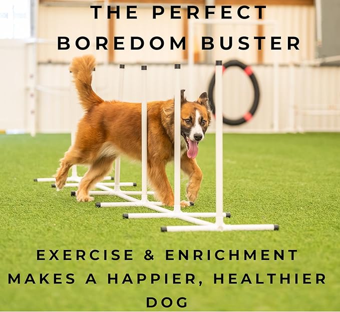 Better Sporting Dogs Agility Course Backyard Set - 7pc Indoor and Outdoor Agility Training Equipment for Dogs - 3 Jumps - 2 Tunnels with Sandbags - Weave Poles for Dog Obstacle Training