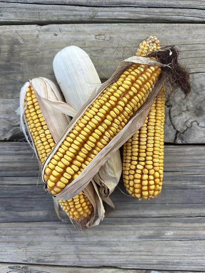 Dried Corn on The Cob, 11 Pounds, Wildlife Squirrel Food, Natural Whole Cobs