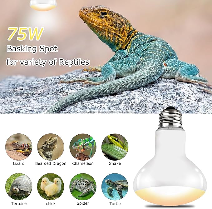 75W E26 Reptile Heat Lamp Bulbs - Upgraded UVA Amphibian Basking Spot Light, Simulated Sunlight for Bearded Dragon, Lizard, Tortoise & Chics, Daylight Bulb for Aquariums and Tanks| 2 Pack