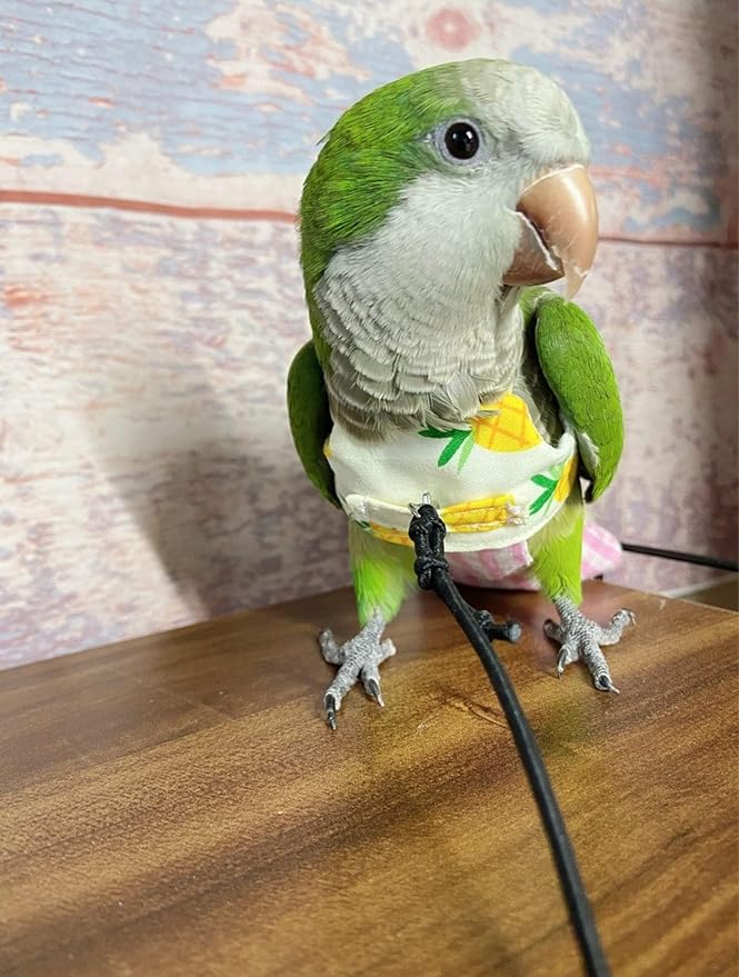 Bird Flight Harness Vest, Parrot Suit with Leash for Cockatiels Conures Budgies, Flying Clothes Rope and Handle Outdoor Activities Training