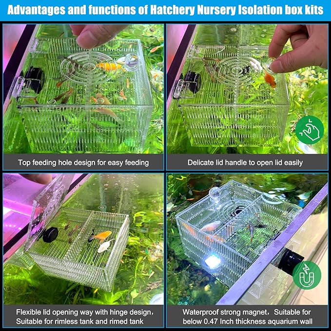Magnetic Fish Breeder Box for Isolation Boxes (4.71 Inch with 2 Divider（Sealed Bottom Version）)