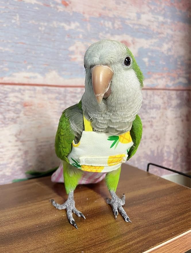 Bird Flight Harness Vest, Parrot Suit for Cockatiels Conures Budgies, Flying Clothes Rope and Handle Outdoor Activities Training