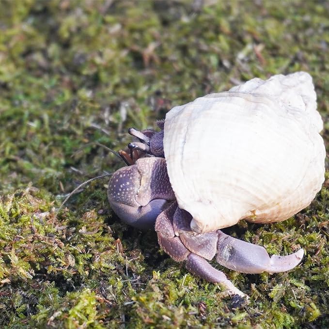 3.5oz Hermit Crabs Substrate, Ideal for Hermit Crab Supplies for Tank Habitat